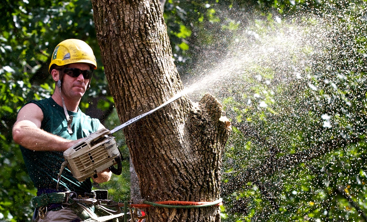 Professional arborist working safely in tree canopy